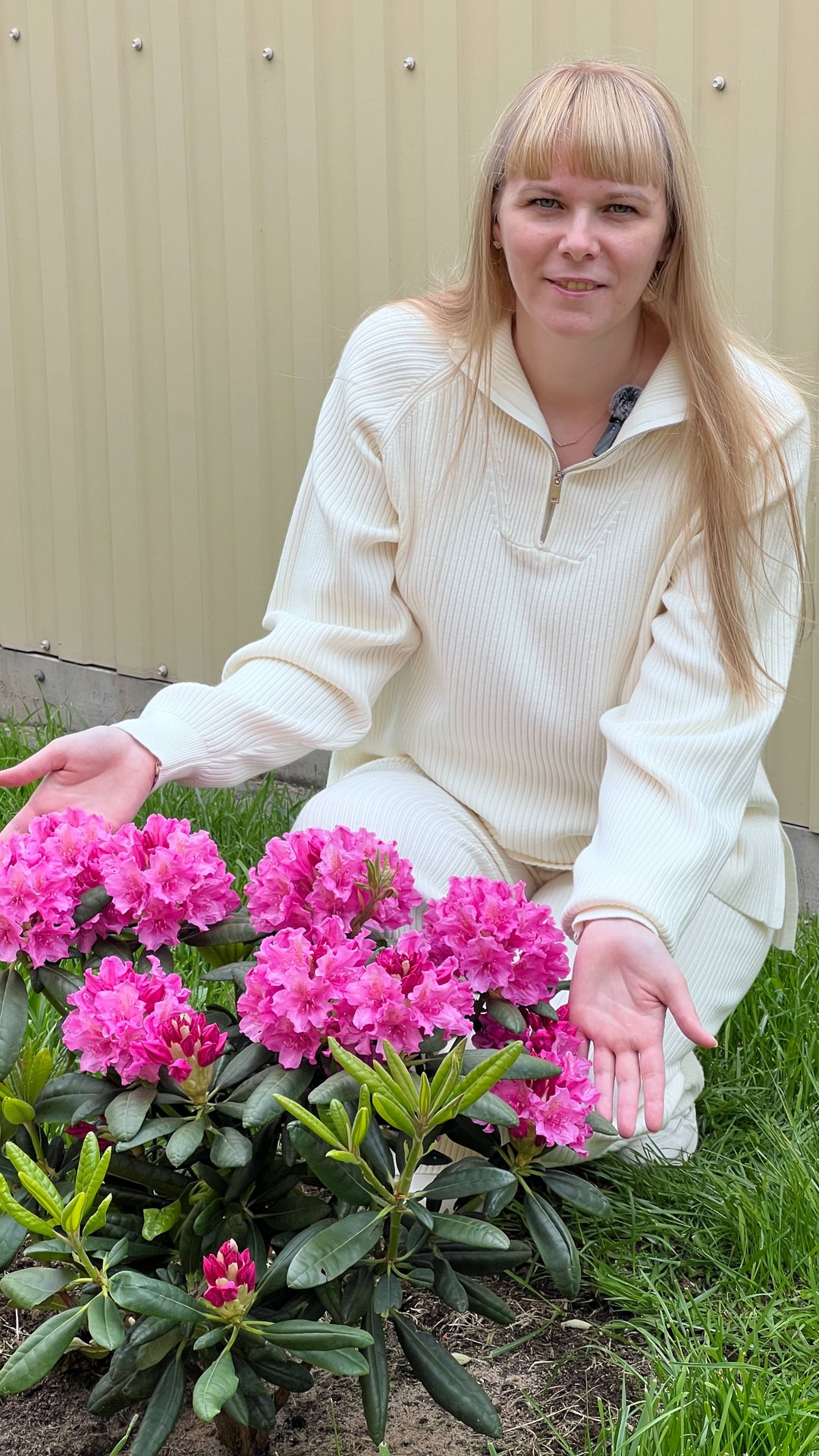 Рододендрон - основные правила посадки смотреть онлайн