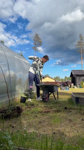 Посадил свои пионы, чтобы больше не покупать смотреть онлайн