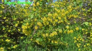 Лазурит от сорняков на картофеле. 🥔 (Перезалив) Lazurit fro