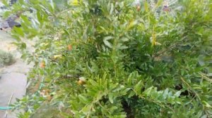 Гранат сорту АКДОНА станом на 22.07.24