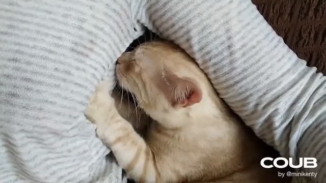 Джон Уик .... COUB