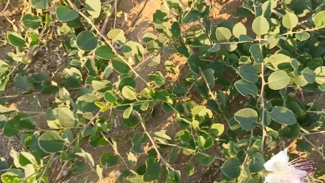 🌴 Необычные цветы у моря🌅🏖️#естественные смотреть онлайн