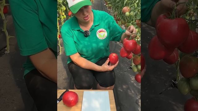 Томат "Памяти Ирины Бреги" смотреть онлайн