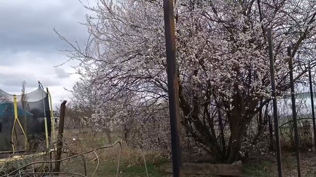 Простая жизнь в Кубанской станице // Обработка сада // У смотреть онлайн