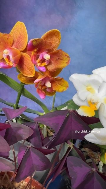 Азиатские орхидеи: Lioulin Orange 🍊 Liu’s Pale Micholitz ‘ES’ 🐣 Yaphon смотреть онлайн