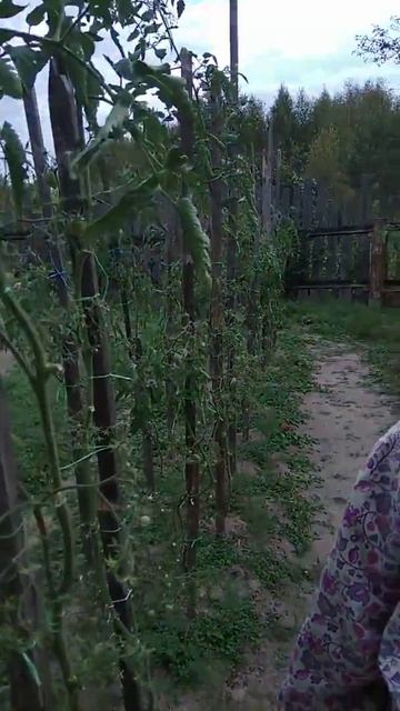 13 сентября сбор помидоры смотреть онлайн