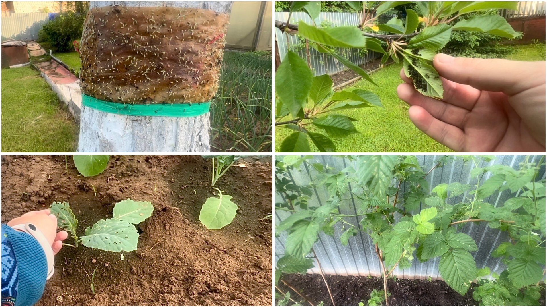 4 июня. На даче. ТЛЯ. БЛОШКА. ГУСЕНИЦЫ. НАШЕСТВИЕ. Покупки. Обзор огорода. смотреть онлайн