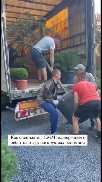 Доставка деревьев крупномеров для посадки в г. Ростов? смотреть онлайн
