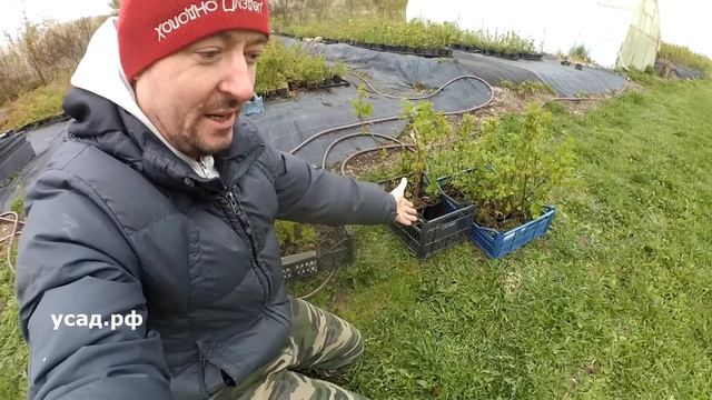 Покупатель сорвал ДЖЕКПОТ на УСАД.РФ