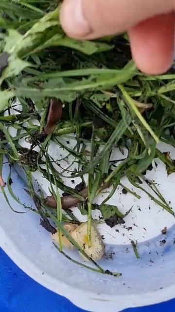 На что сегодня рыбачим... #рыбалка #fishing #отдых смотреть онлайн