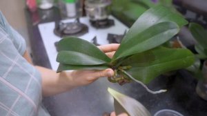 Сломала точку роста при пересадке орхидеи фаленопсис