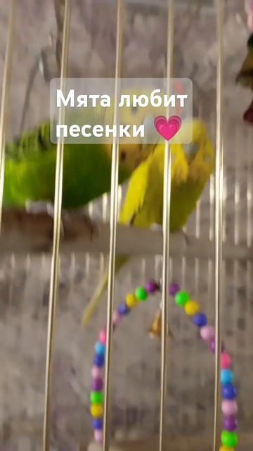 Мята не любит песни а ОБОЖАЕТ песни! ❤💗💗💗 смотреть онлайн