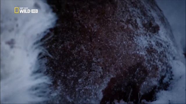 Тест качества Nat Geo Wild HD смотреть онлайн