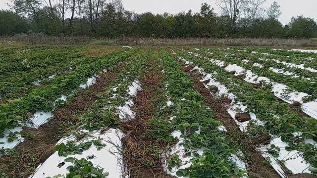 выращивание клубники смотреть онлайн