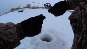 ловля крупного голавля и окуня на безмотылку