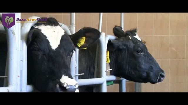 Резиновое покрытие Экопол смотреть онлайн