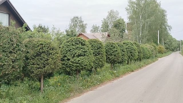 Наши ёлки обрастают после стрижки. Май 2025 смотреть онлайн