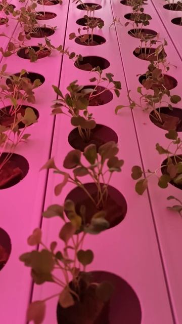 Очень много рукколы!)) смотреть онлайн