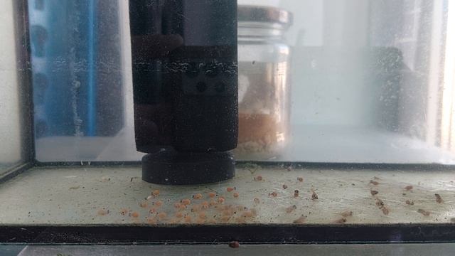 Инкубация личинки Псевдотрофеуса Саулози. смотреть онлайн