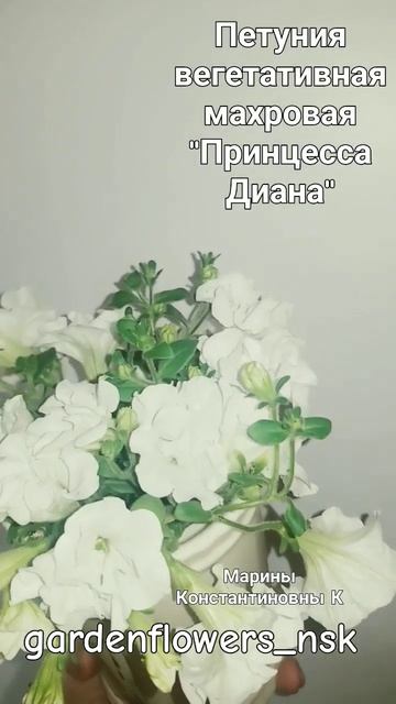 🌿🌿🌿Петуния вегетативная махровая "Принцесса Диана смотреть онлайн