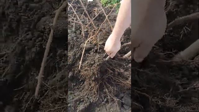 Выкапываем саженцы винограда.20.11.2024. смотреть онлайн