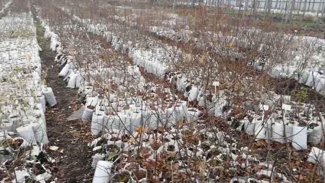 ноябрь 2021 видео новости питомник Садоград смотреть онлайн