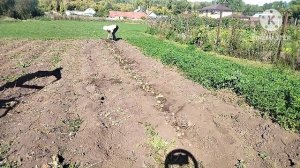 Выкапываем картошку мотоблоком с веерной копалкой