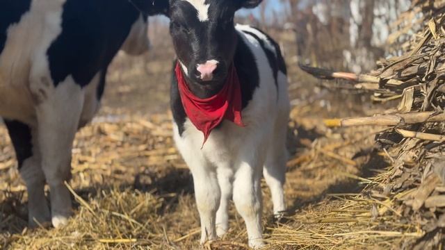 Полностью замерзло озеро. Влог 26/365