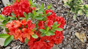 Редкие хвойные, приросты!🤩Обзор! 3.06.2025г #сад #garden