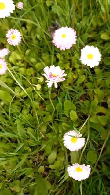 Маргаритки смотреть онлайн