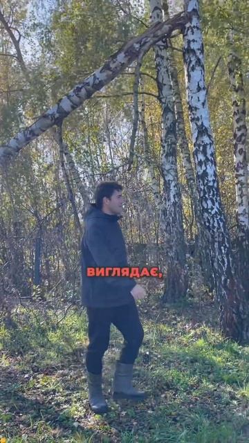 Буде цілий пень-упеньок #село #природа#береза#садовод # смотреть онлайн