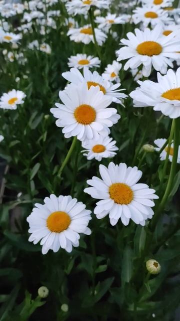 shorts#Ромашка чекає на пересадку.(Chamomile is waiting for a transplant ) смотреть онлайн