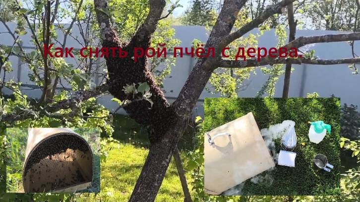 Вышел рой из улья что делать? Как снять рой пчёл с дерева. #пчелы #рой_пчёл #как_снять_рой_пчёл смотреть онлайн