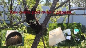 Вышел рой из улья что делать? Как снять рой пчёл с дерева. #пчелы   #рой_пчёл  #как_снять_рой_пчёл