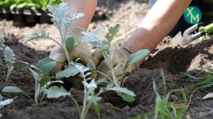 В Ханты-Мансийске этим летом высадят более 266 тысяч цветов