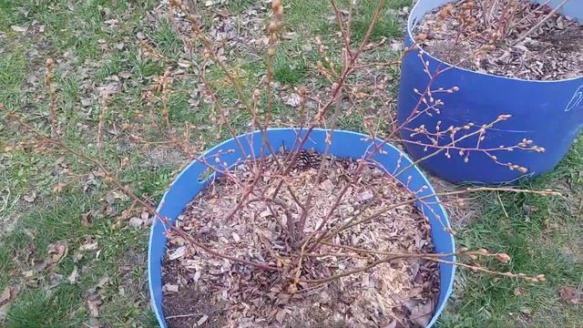 Голубика выдержала недельные морозы до -5 смотреть онлайн