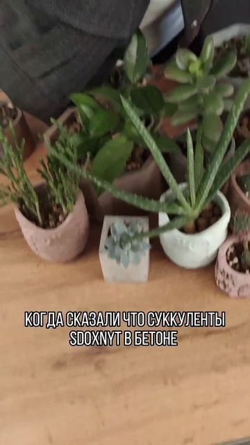 #суккуленты #растения #кактусы смотреть онлайн