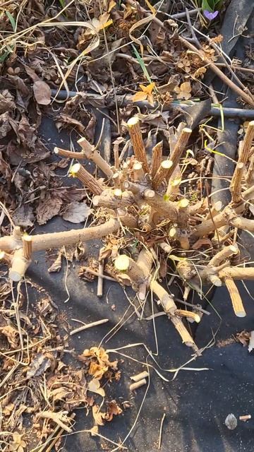 як я обрізала 8 річний кущ Меджикал Старлайт #обрізкаг? смотреть онлайн