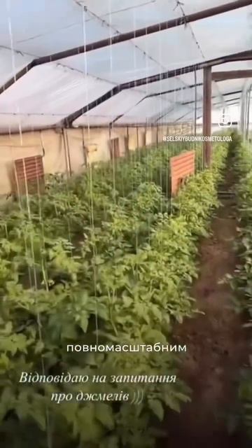 #вирощувати #дача #томатыгномы #огород #огороднаподоко смотреть онлайн