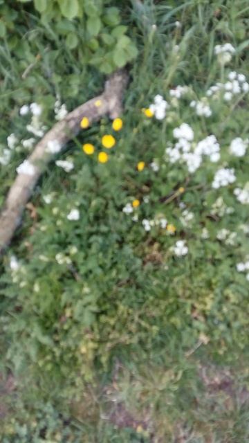 BUTTERCUP Лютик "Куриная слепота" #shorts 4.05.2025 смотреть онлайн