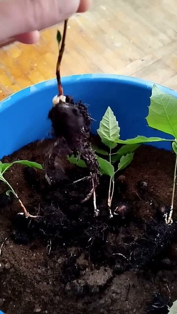 выращивание дубов смотреть онлайн