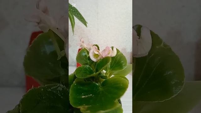 Первое цветение сеянца вечно цветущей бегонии. смотреть онлайн