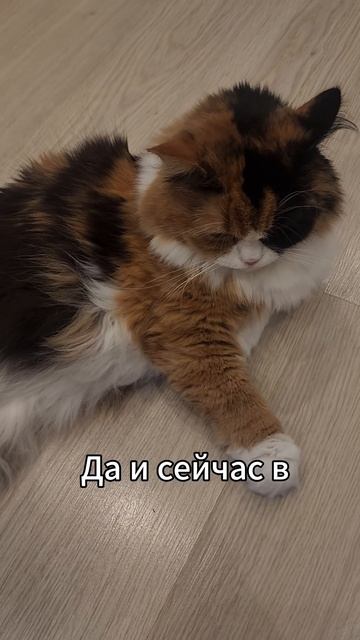 Домашняя кошка оказалась на улице?! смотреть онлайн