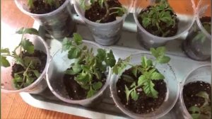 Уход за рассадой томатов после пикировки