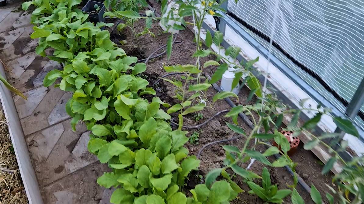 Дела тепличные. Капельный полив выручает! Простой и вкусный ужин со свойской зеленью. смотреть онлайн