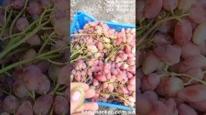 Виноград Буба - 2024