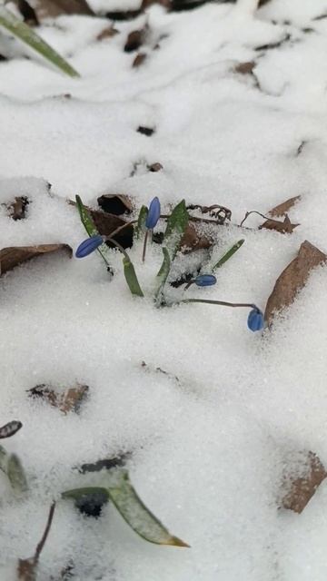 Подснежники. #shorts #подснежники #весна смотреть онлайн