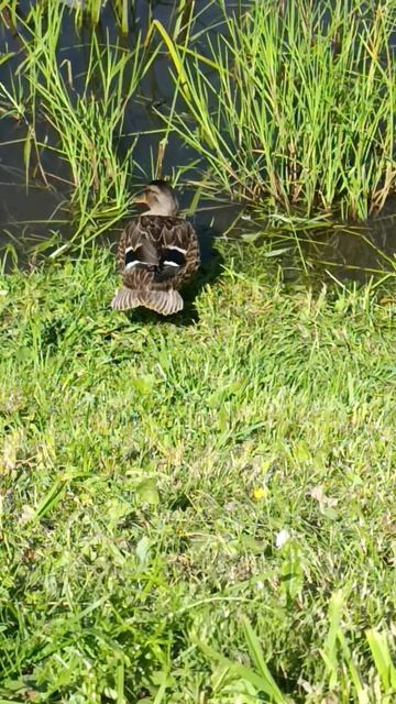 #воспоминания #озера #пернатые #птицы #лес #я