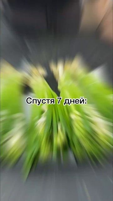 ЛЮБИТЕ ГИАЦИНТЫ? #цветыспб #flowers смотреть онлайн