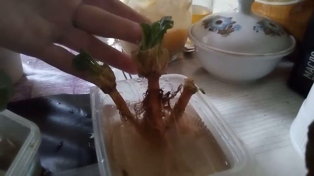 Своя зелень  на 9м этаже 👍Без земли, без семян 👍